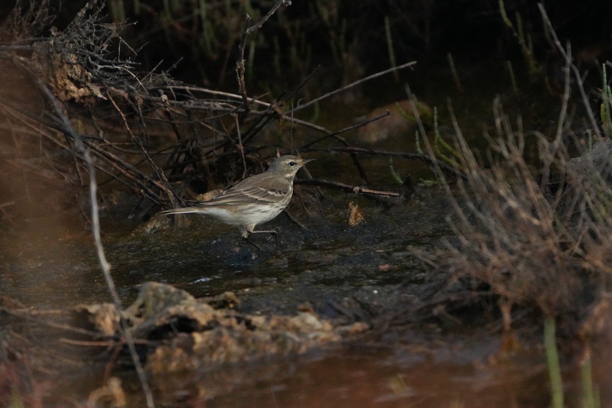 Water Pipit - ML644699510