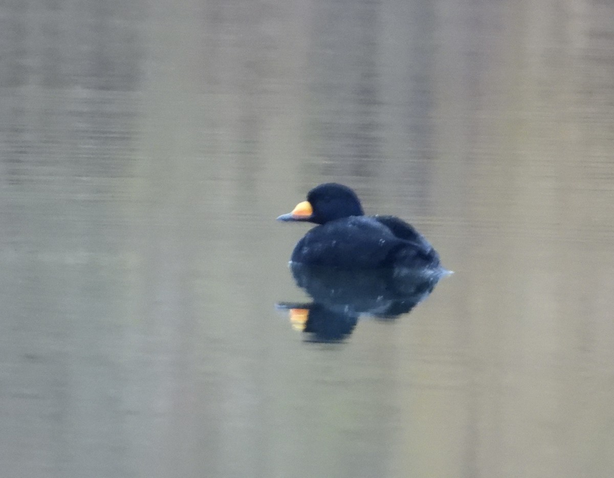 Black Scoter - ML644699514