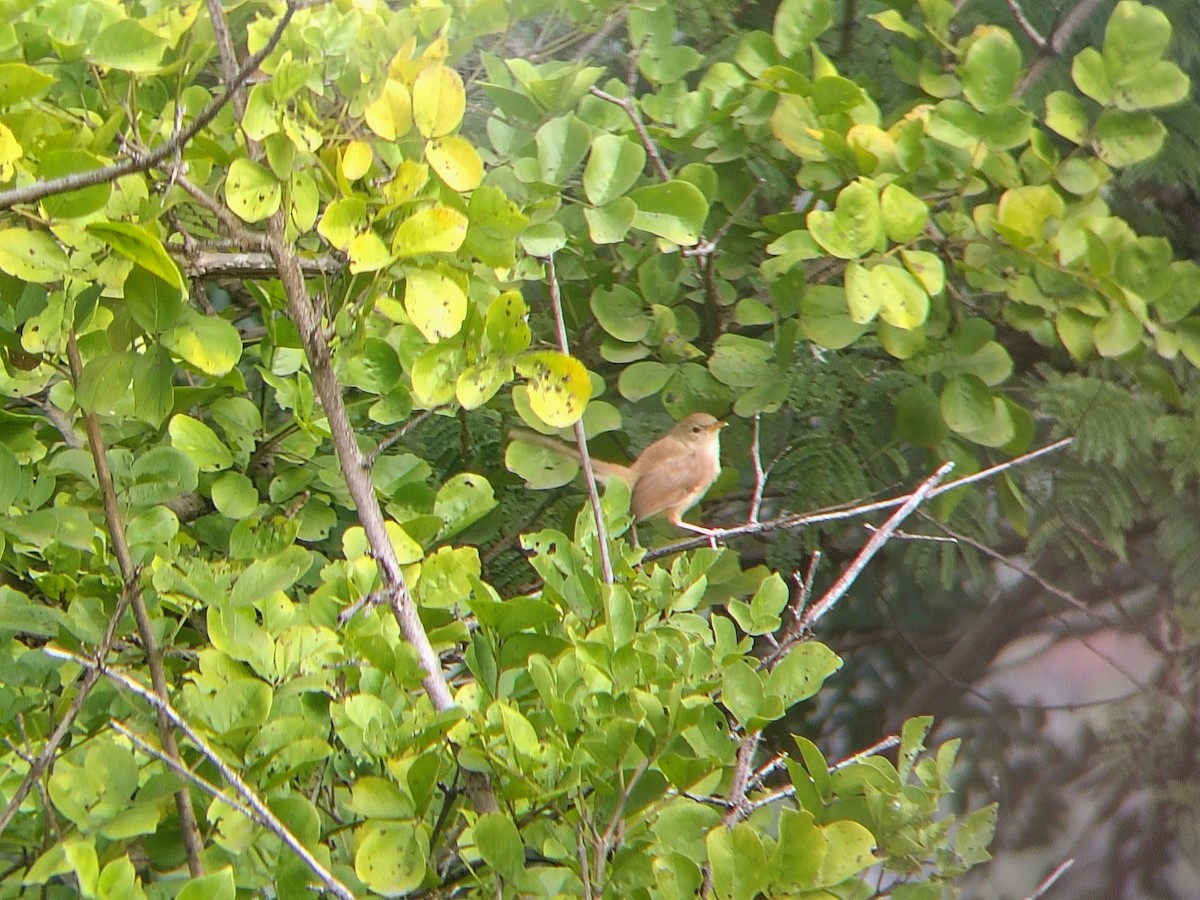 Jungle Prinia - ML644699517