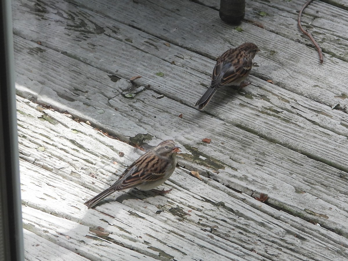 Chipping Sparrow - ML644699518