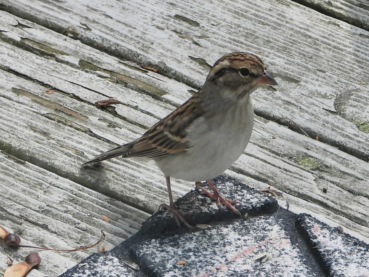Chipping Sparrow - ML644699519