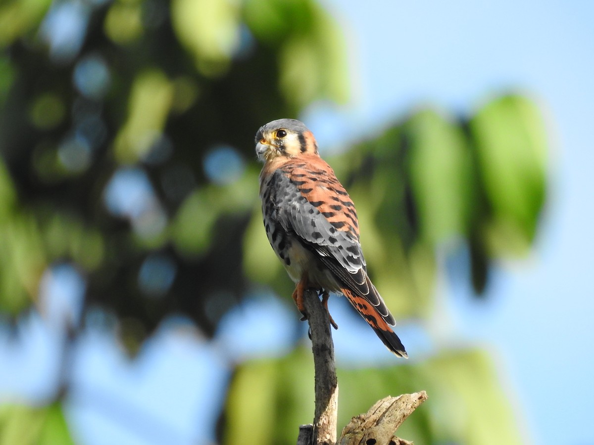 American Kestrel - ML644699565