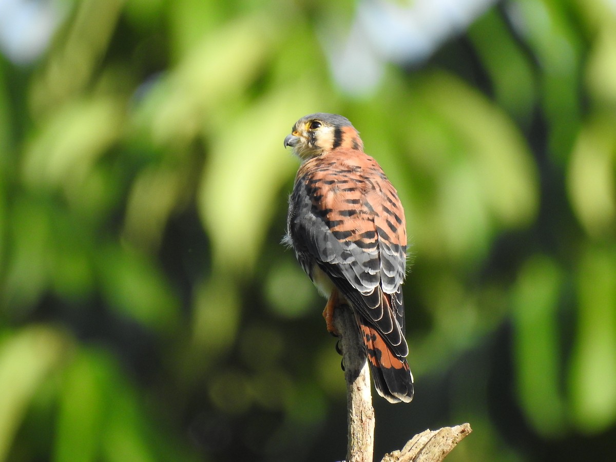 American Kestrel - ML644699569