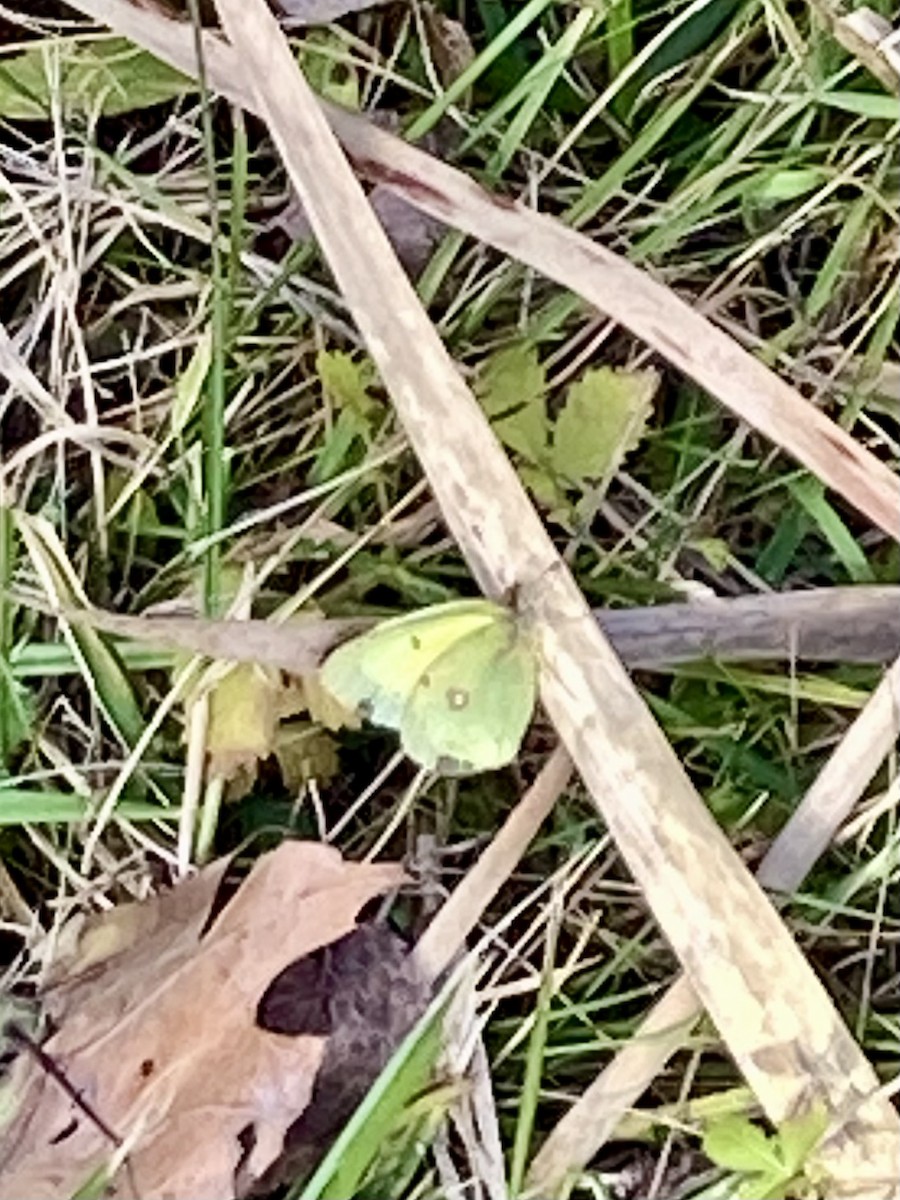 Clouded Sulphur - ML644699570