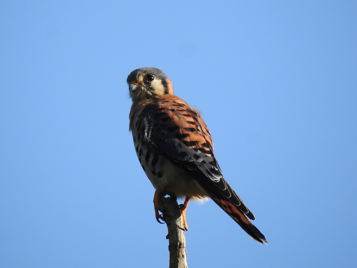 American Kestrel - ML644699572