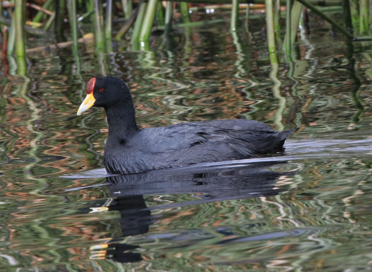 Slate-colored Coot - ML644699574