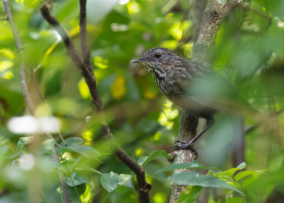Annam Limestone Babbler - ML644699576