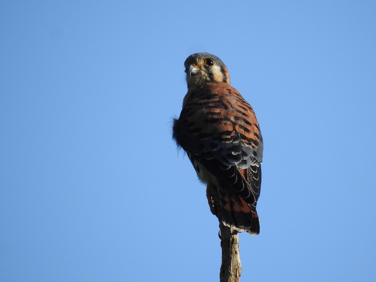 American Kestrel - ML644699586
