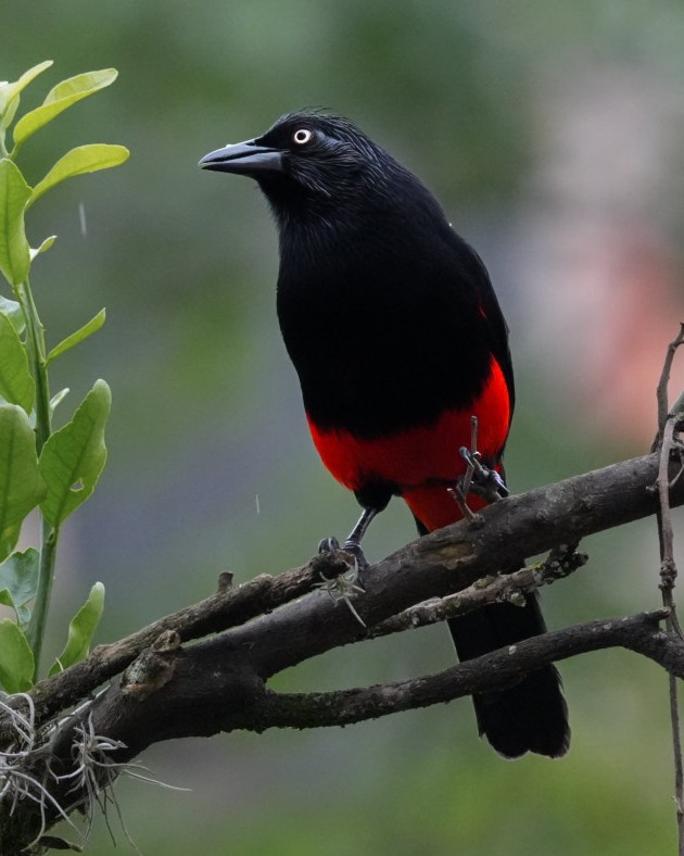 Red-bellied Grackle - ML644699604