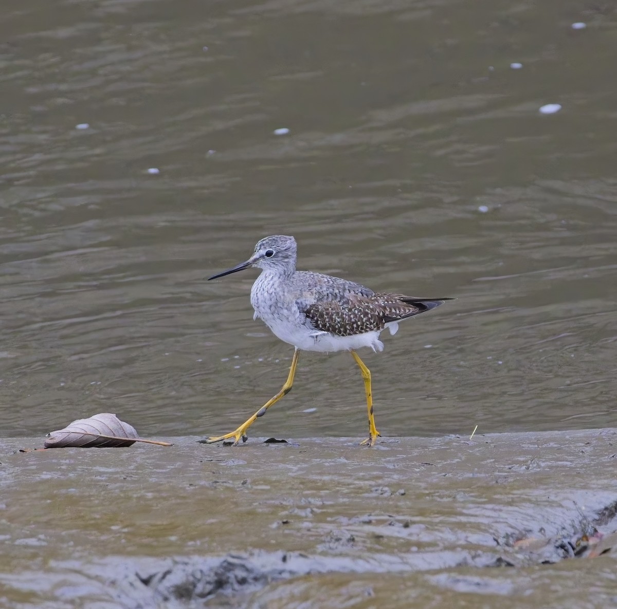 Lesser Yellowlegs - ML644699607