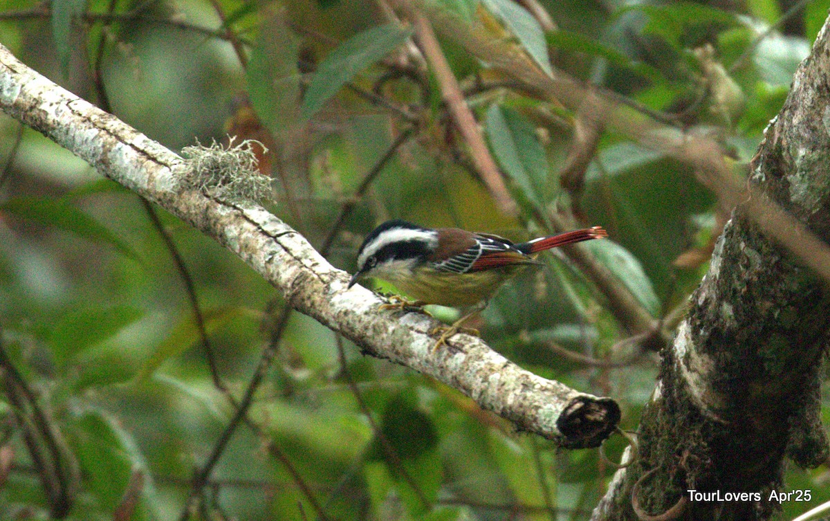 Краснохвостая минла - ML644699612