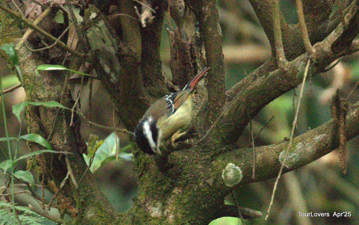 Краснохвостая минла - ML644699613