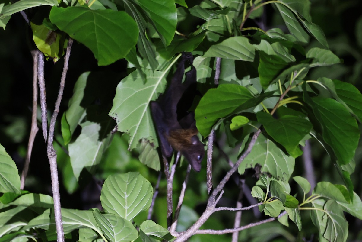 Mammals - ML644699624