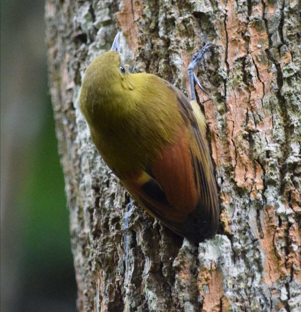 gråhodetreløper - ML644699630