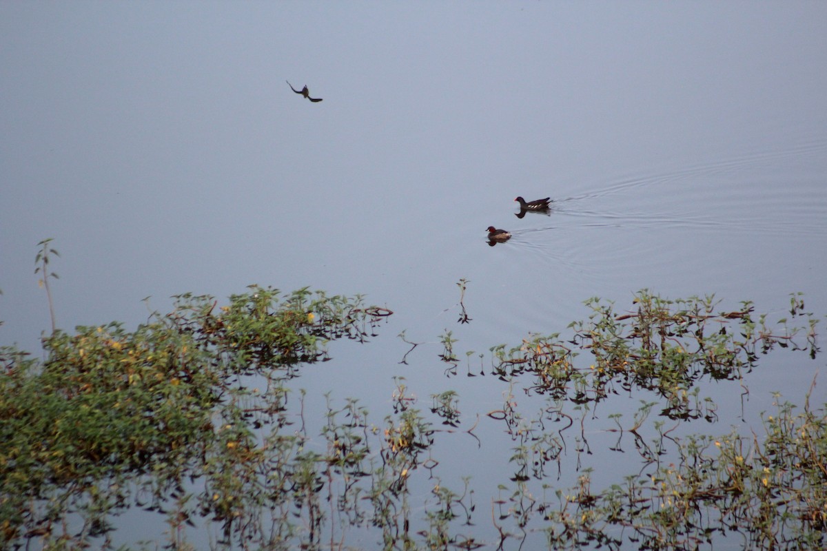 Little Grebe - ML644699635