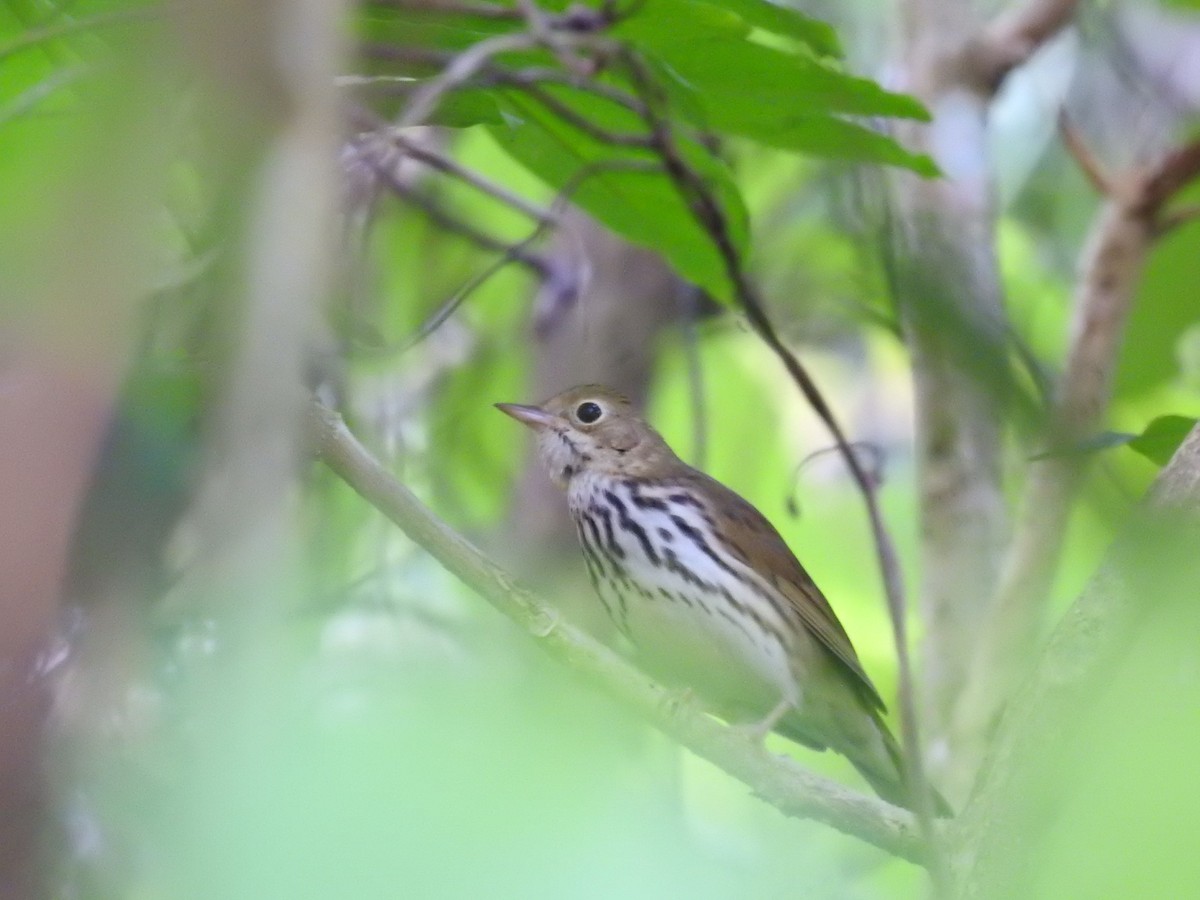 Ovenbird - ML644699638