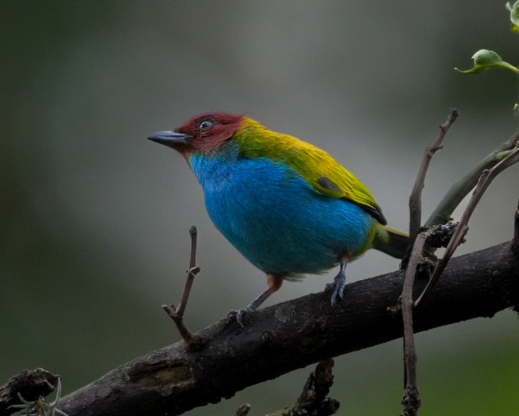 Bay-headed Tanager - ML644699644