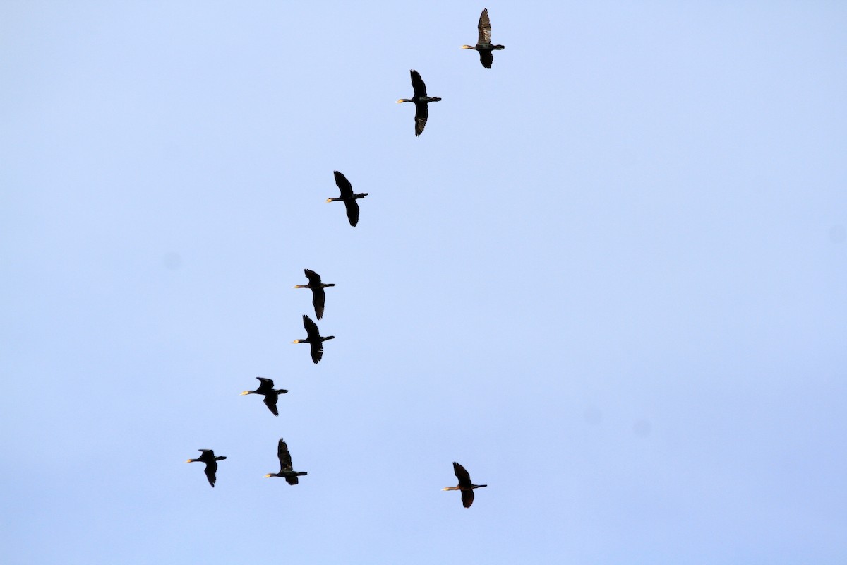 Большой баклан - ML644699649