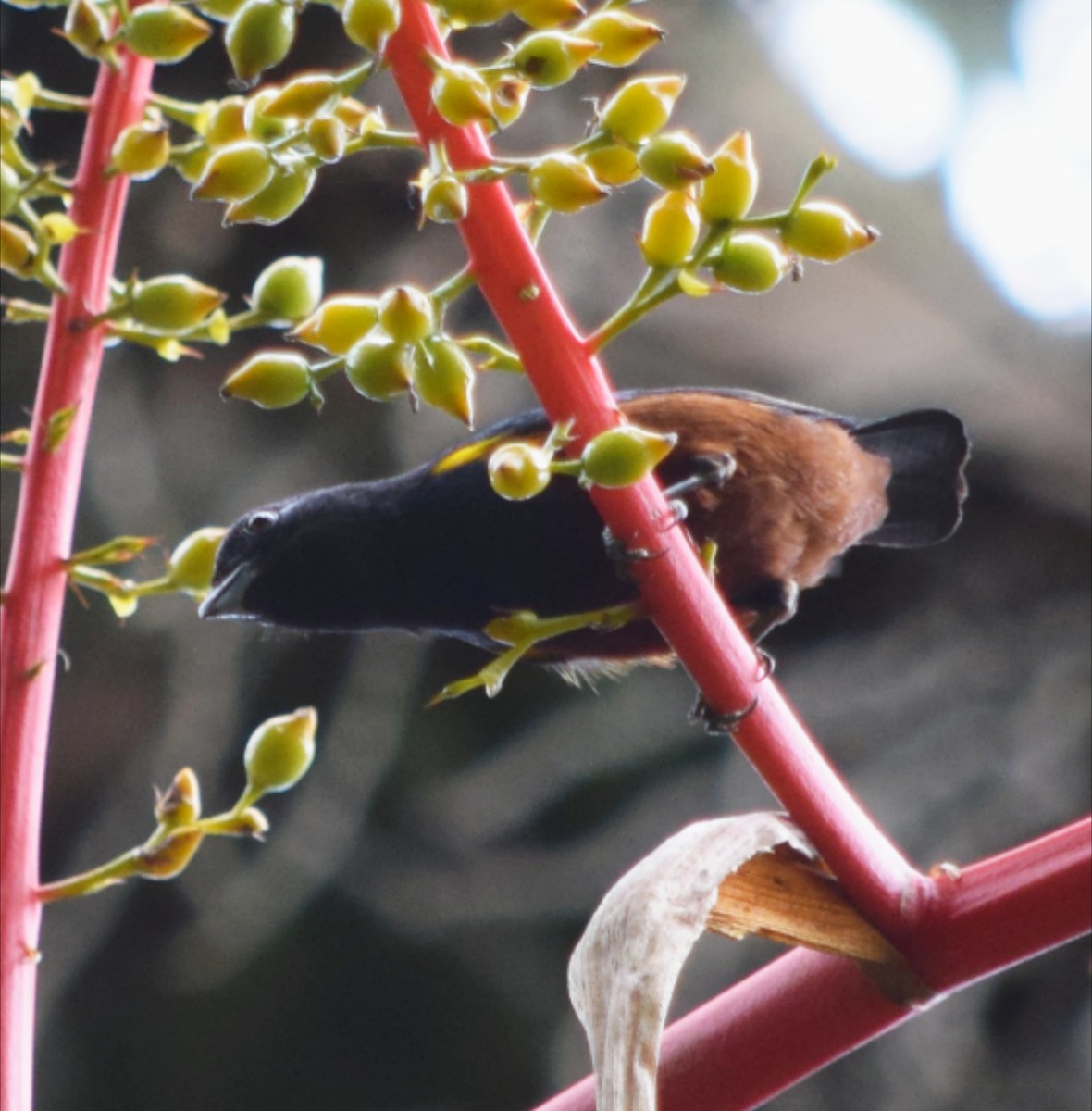 Chestnut-bellied Euphonia - ML644699654