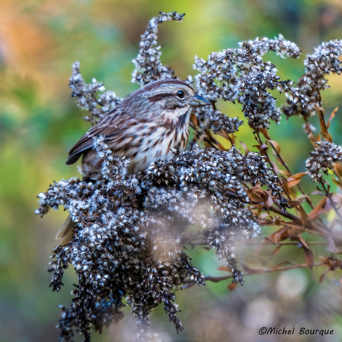Song Sparrow - ML644699656