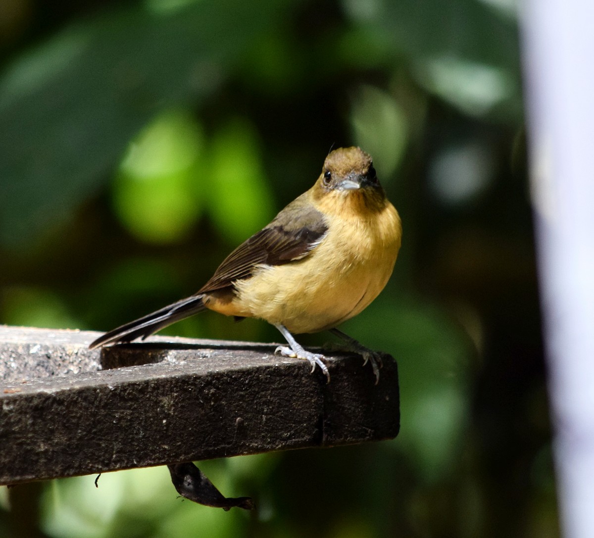 Black-goggled Tanager - ML644699666