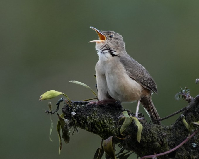 Southern House Wren - ML644699677