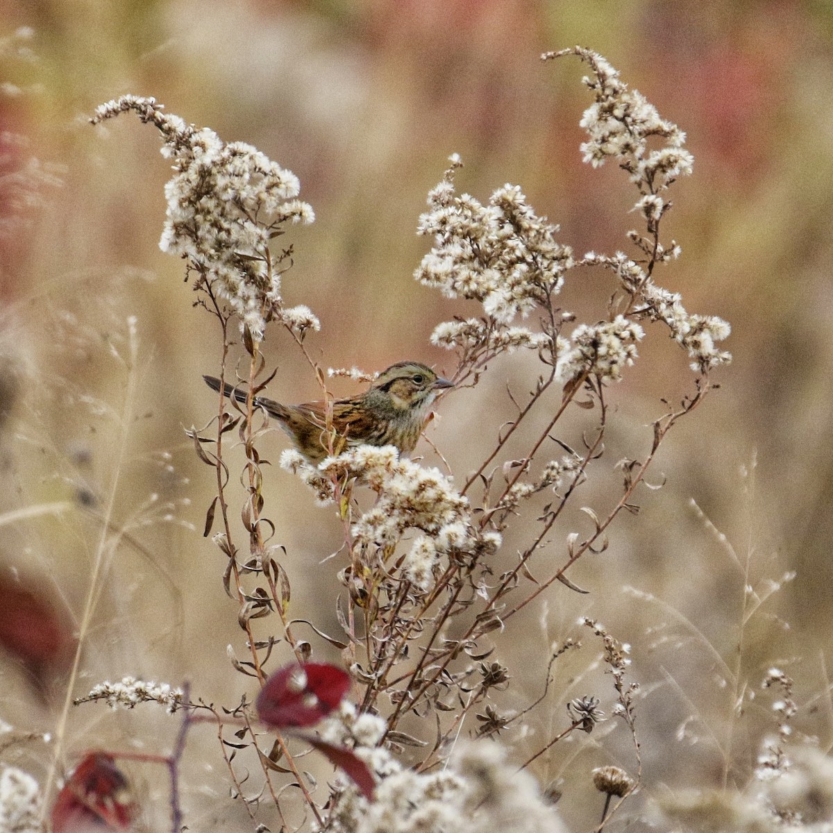 Bruant des marais - ML644699678