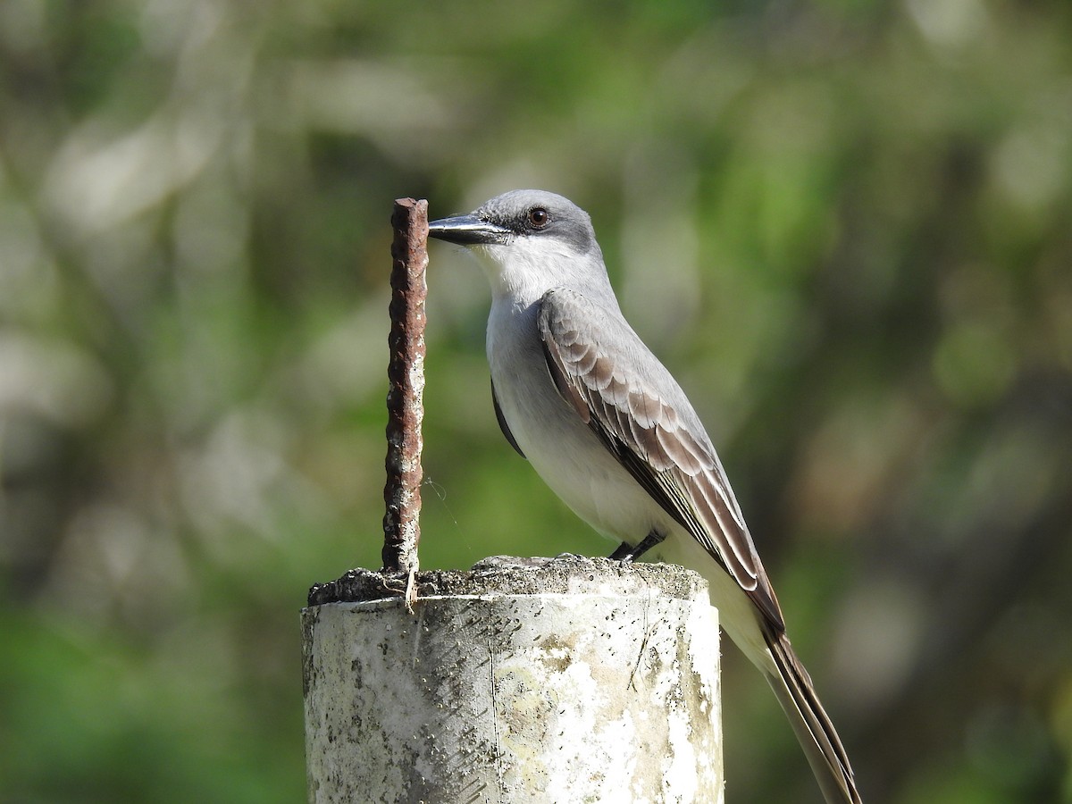 Gray Kingbird - ML644699680