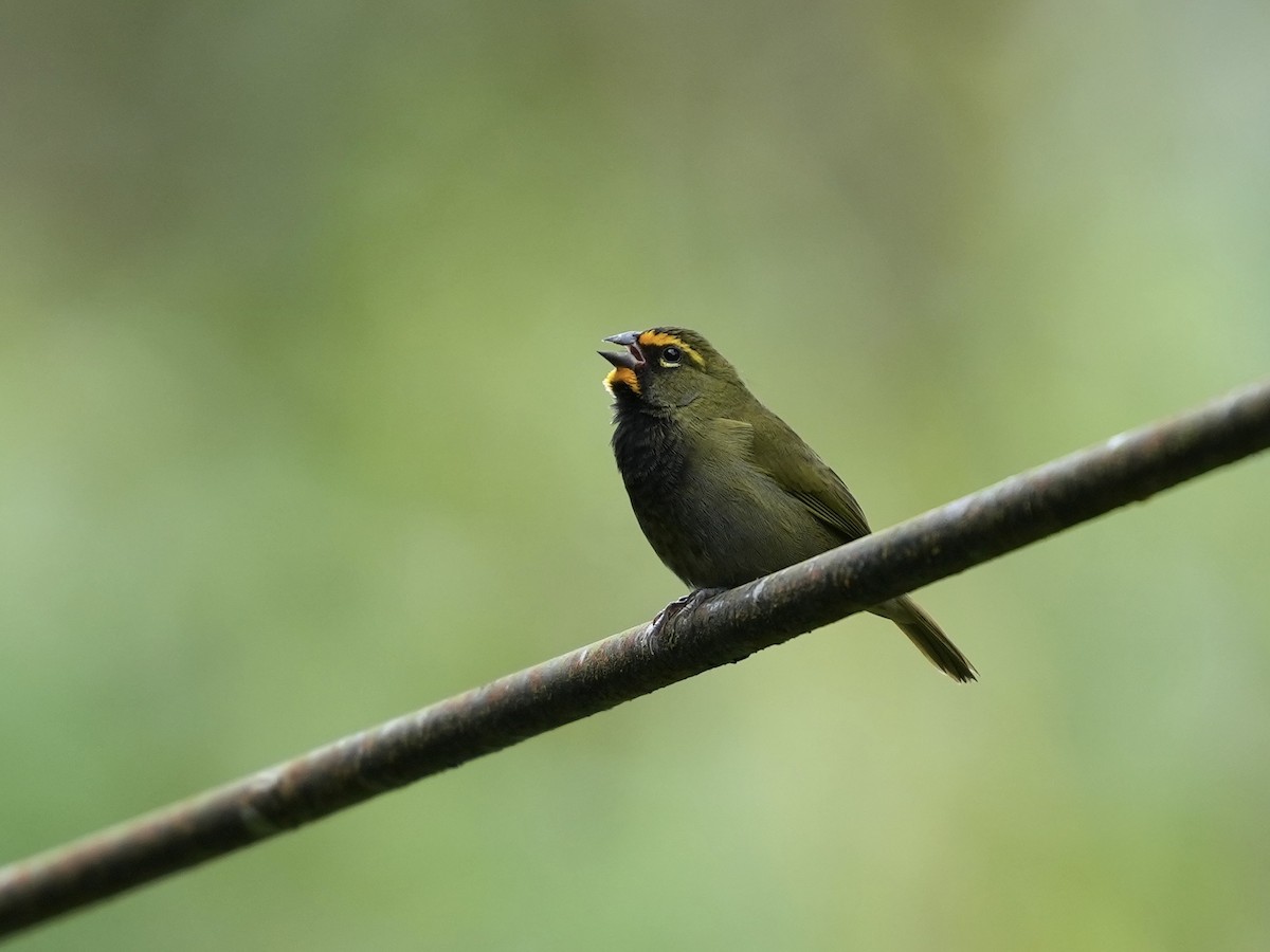 Yellow-faced Grassquit - ML644699681