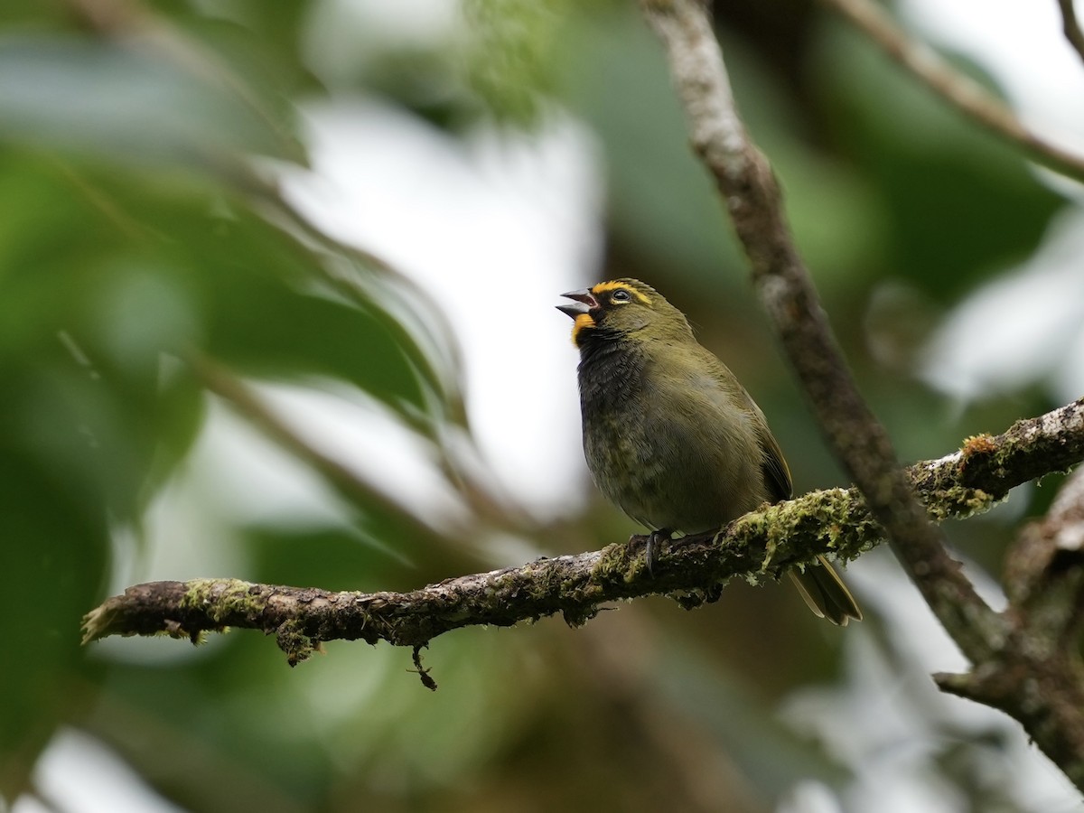 Yellow-faced Grassquit - ML644699682