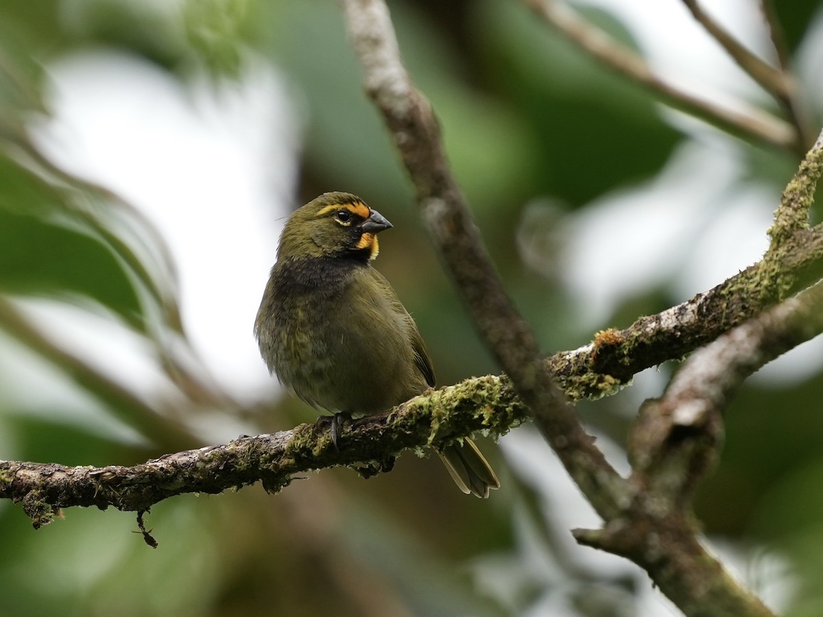 Yellow-faced Grassquit - ML644699683