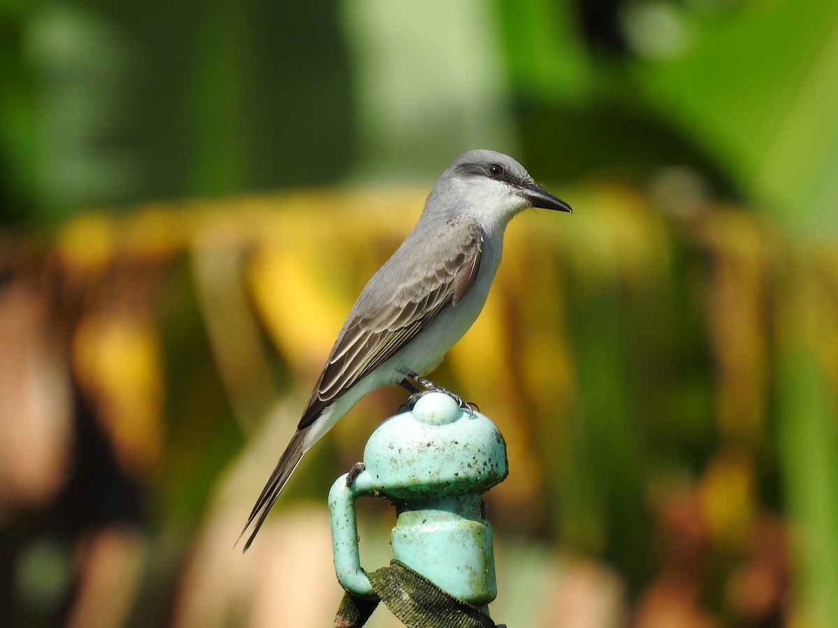 Gray Kingbird - ML644699684