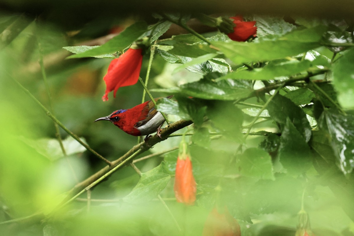 Temminck's Sunbird - ML644699685