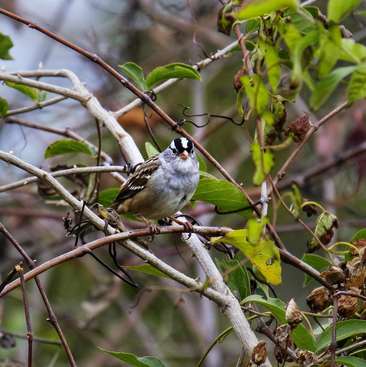 Bruant à couronne blanche - ML644699686