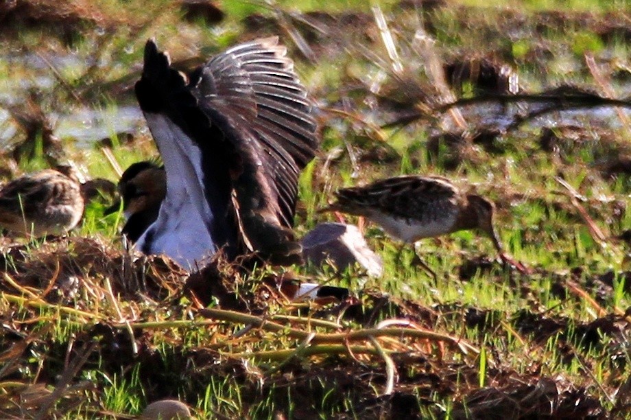 Common Snipe - ML644699693