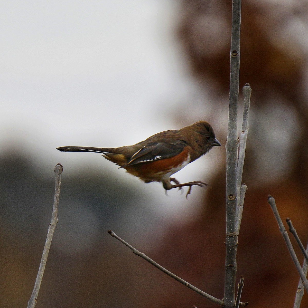 Tohi à flancs roux - ML644699702
