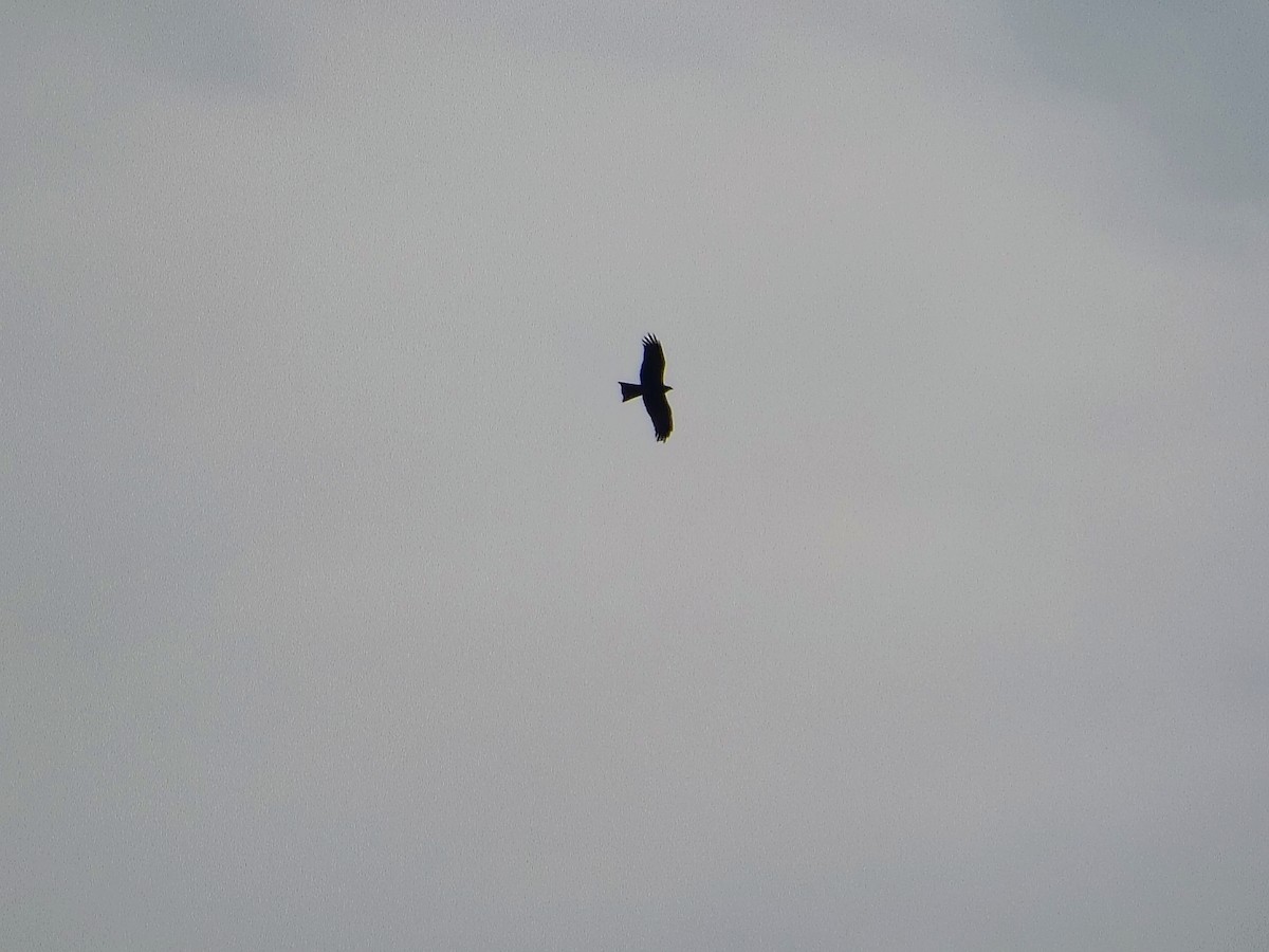 Black Kite - ML644699710