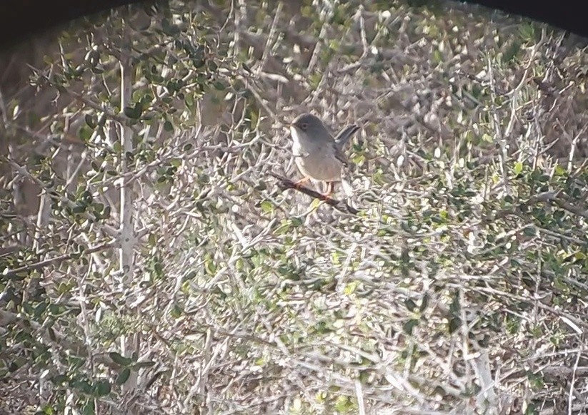 Balearic Warbler - ML644699716