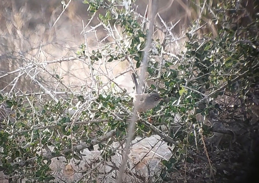 Balearic Warbler - ML644699717