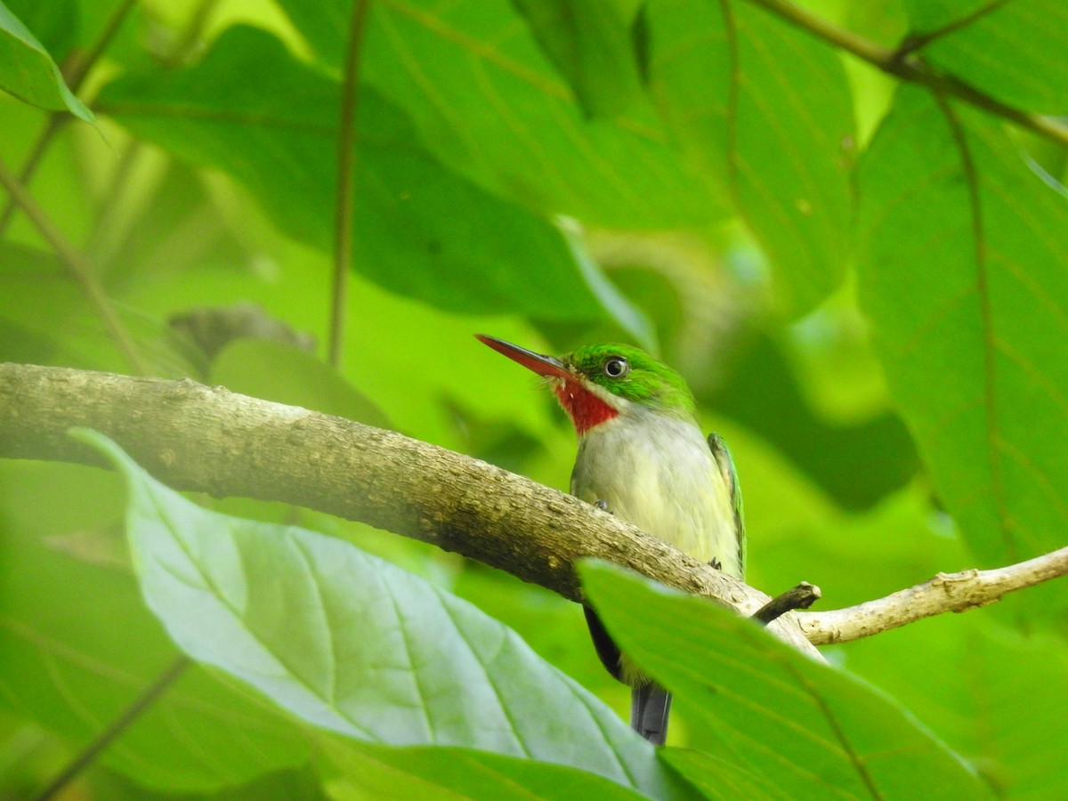 Puerto Rican Tody - ML644699724