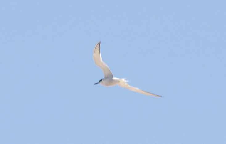 Common Tern - ML644699725