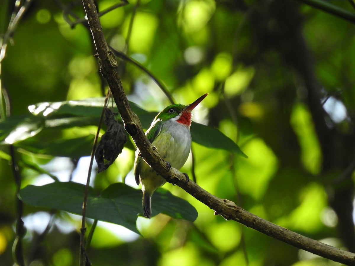 Puerto Rican Tody - ML644699727