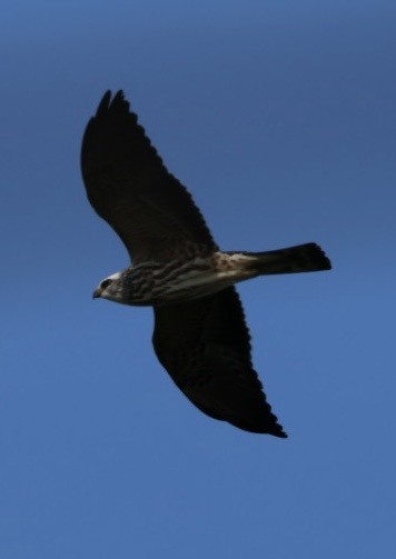 Mississippi Kite - ML644699728