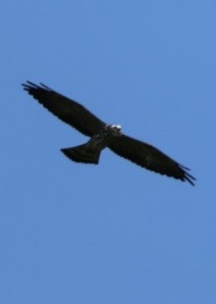 Mississippi Kite - ML644699729
