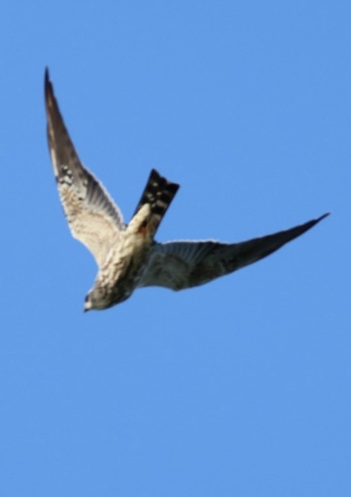 Mississippi Kite - ML644699730