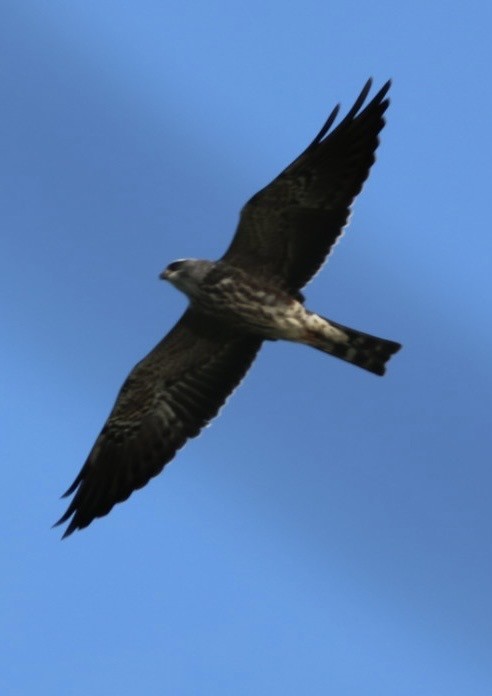 Mississippi Kite - ML644699731