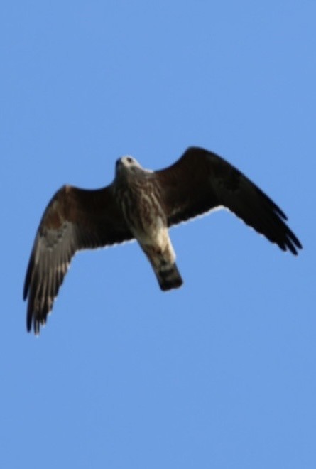 Mississippi Kite - ML644699732