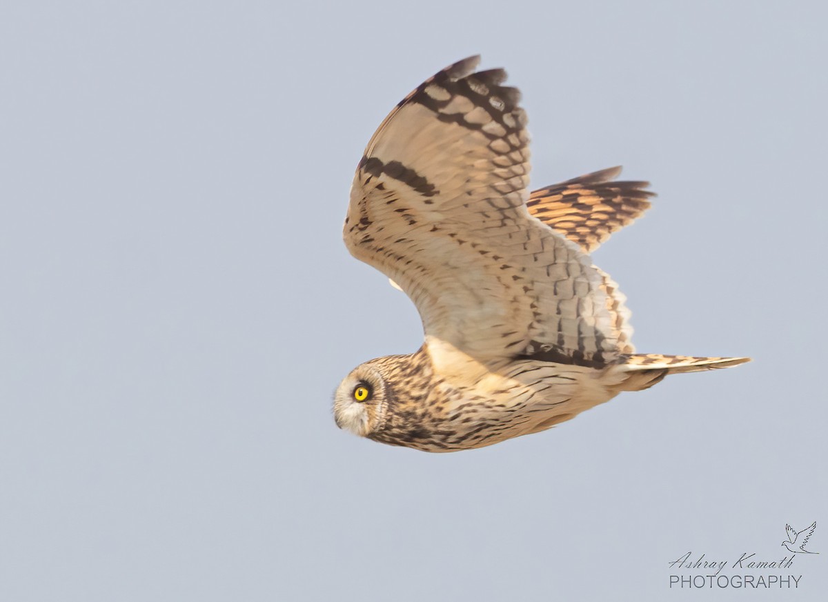 Short-eared Owl - ML644699735