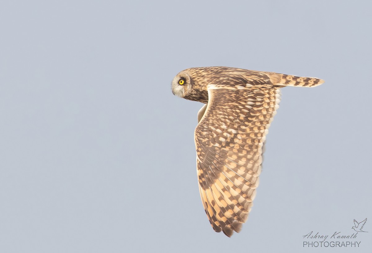 Short-eared Owl - ML644699737