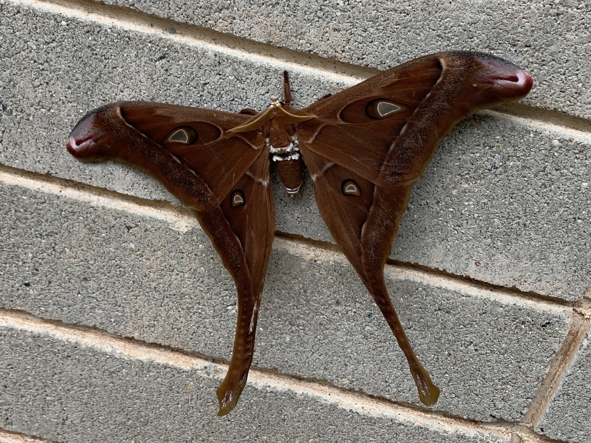 Hercules Moth - ML644699738